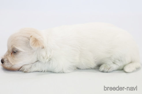 成約済の神奈川県のミックス犬-313793の3枚目